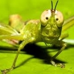 Grasshopper's Avatar