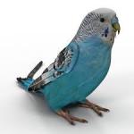 skippy the budgie's Avatar